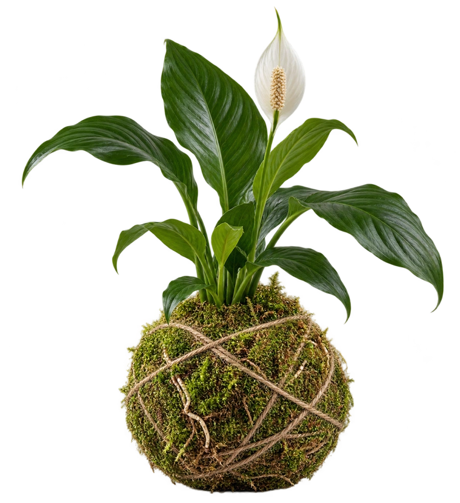 Kokedama natural de musgo y cuerda con hojas verdes y una flor blanca, imagen conceptual con IA